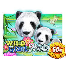 Wild Giant Panda